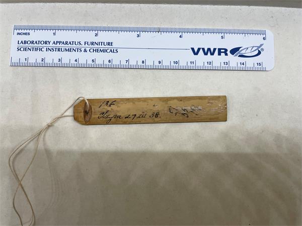 A specimen tag made of bamboo with a white ruler above. The tag is notched and drilled with a string for attachment to a skin. There is writing on it in black ink that is largely illegible and degraded.